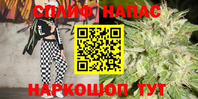 гашик Моздок